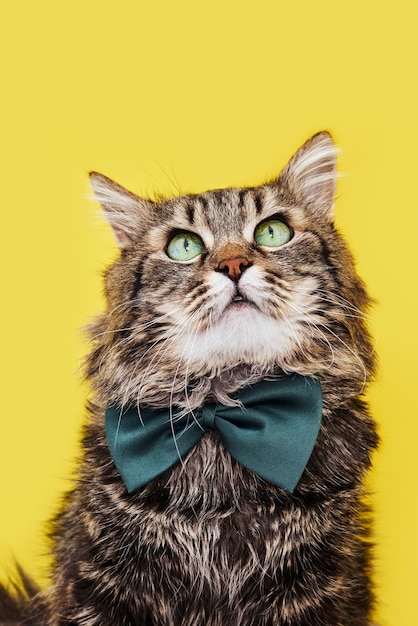 Funny cat in bow tie and glasses sitting on yellow background