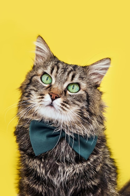 Funny cat in bow tie and glasses sitting on yellow background