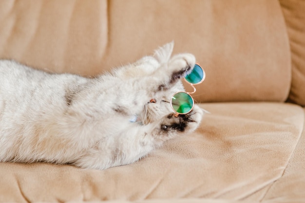 Funny Cat in a bow tie and glassesScottish cat wears blue glasses Light gray fluffy kitty