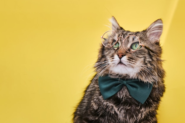 Funny cat in bow tie sitting on yellow surface