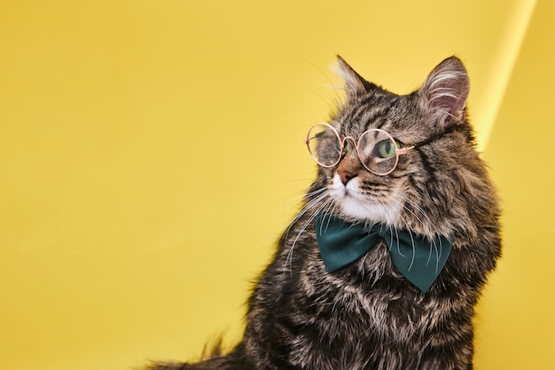 Funny cat in bow tie sitting on yellow surface