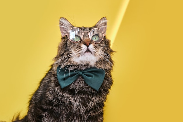 Funny cat in bow tie sitting on yellow surface