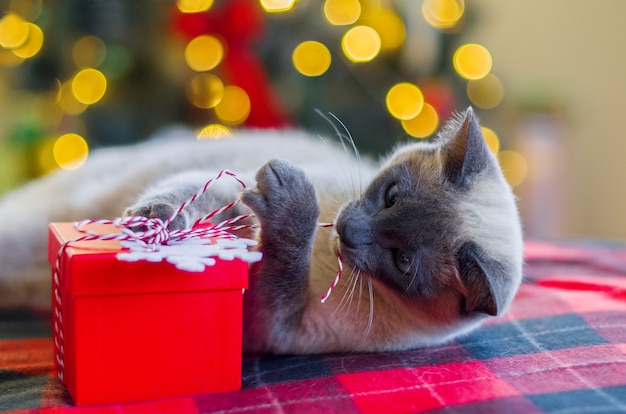 Funny cat and Christmas present gift box with bokeh background of Christmas lights