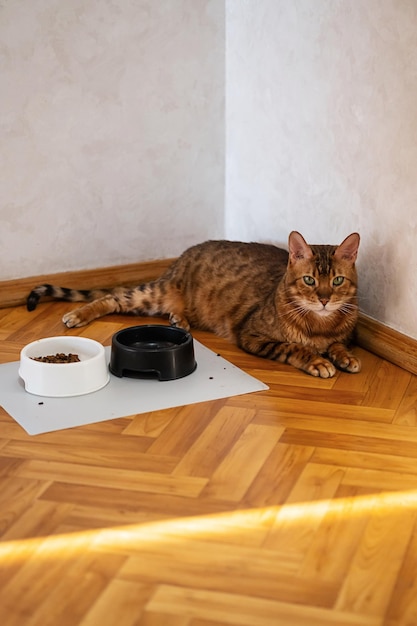 Funny cat lies near disorder cats food and bowl at home Pet care concept