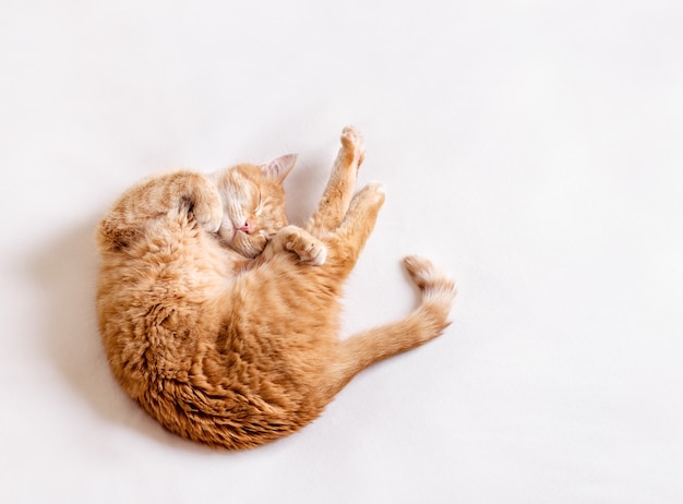 A funny cat lies on a white blanket and does stretching exercises. 