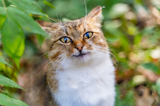 Funny cat in light color looks directly into the camera in the park in the summer 