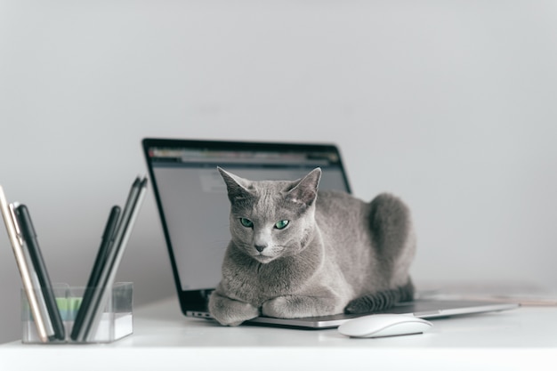 Funny cat lying on laptop