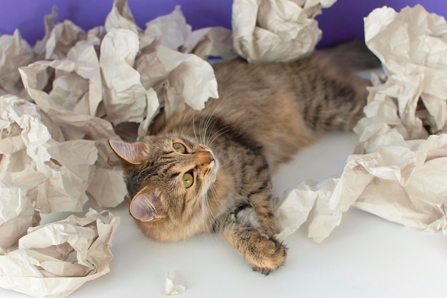 Photo funny cat made a mess tore the paper curious cat kitten mixed breed cat playing with paper paper recycling