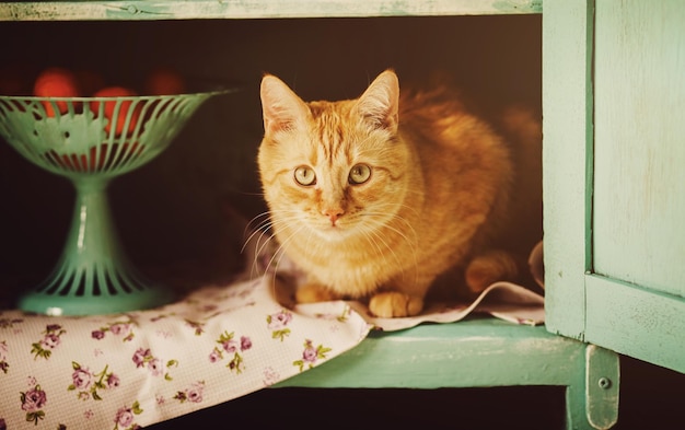 Funny cat sits in a rural closet