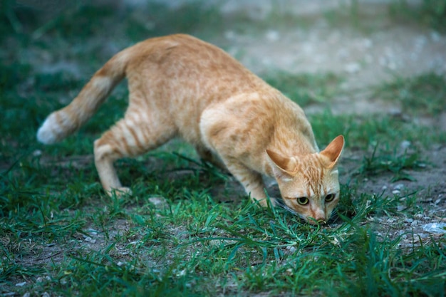 Funny Cat Walking In The Green Garden