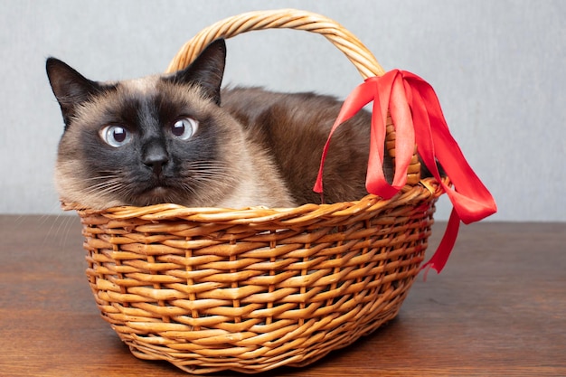 Funny cat with a red bow in a wicker basket Siamese cute cat