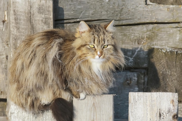 Funny cats sit on the fence