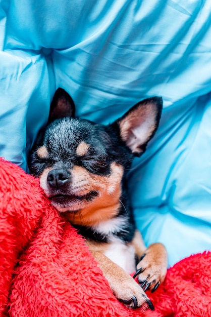 Funny chihuahua dog sleeping on a pillow in bed. Chihuahua sleeps under a blanket on a pillow.