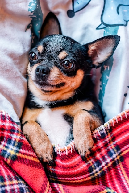 Funny chihuahua dog sleeping on a pillow in bed. Chihuahua sleeps under a blanket on a pillow.