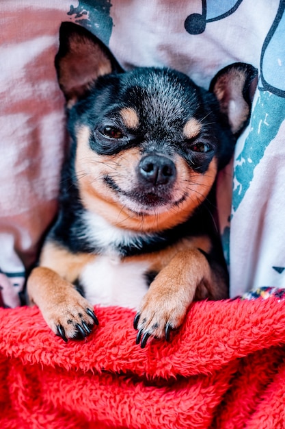 Funny chihuahua dog sleeping on a pillow in bed. Chihuahua sleeps under a blanket on a pillow.