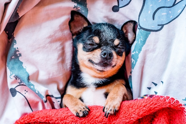 Funny chihuahua dog sleeping on a pillow in bed. Chihuahua sleeps under a blanket on a pillow.