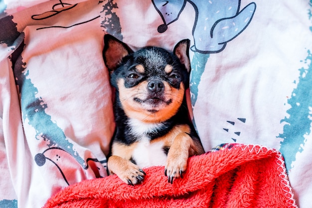 Funny chihuahua dog sleeping on a pillow in bed. Chihuahua sleeps under a blanket on a pillow.