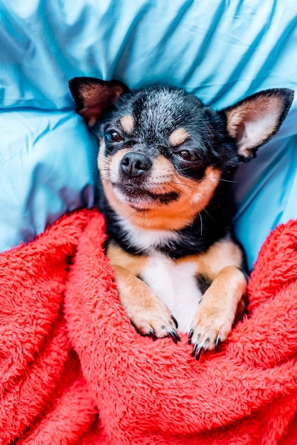 Funny chihuahua dog sleeping on a pillow in bed. Chihuahua sleeps under a blanket on a pillow.