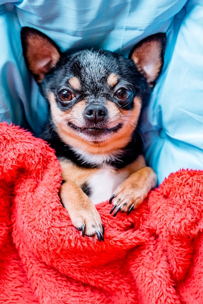 Funny chihuahua dog sleeping on a pillow in bed. Chihuahua sleeps under a blanket on a pillow.