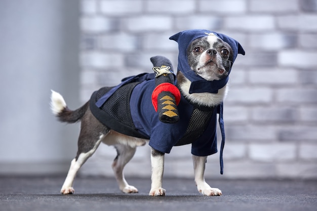 Photo funny chihuahua in a ninja suit