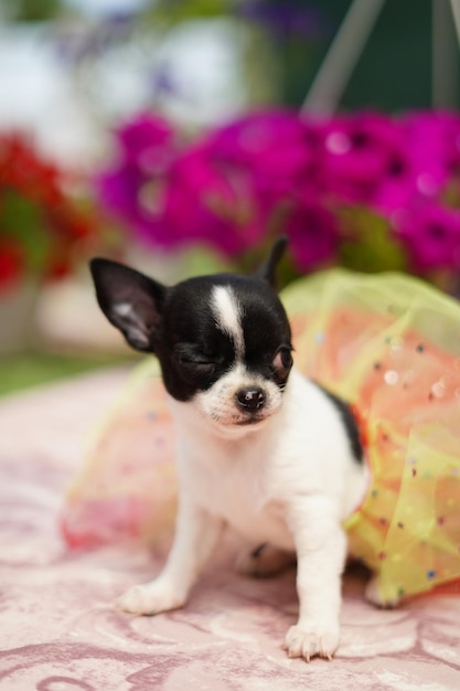 funny chihuahua puppy in a dress sits on a sunbed and winks at one with an eye