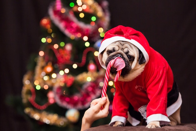 A funny Christmas pug in a Santa Claus costume licks a candy cane near the Christmas tree