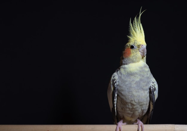 Funny cockatiel sits on a branch on a black background