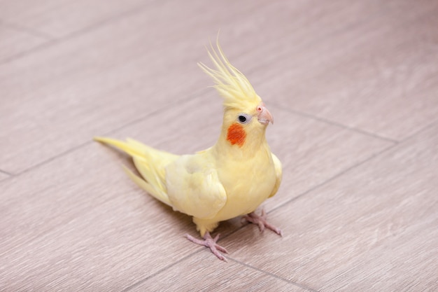 Funny cockatiel yellow parrot on the floor at home.