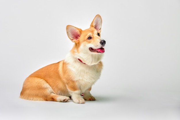 Funny corgi pembroke in studio in front of a white background