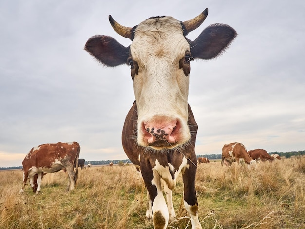 Funny cow at the autumn meadow