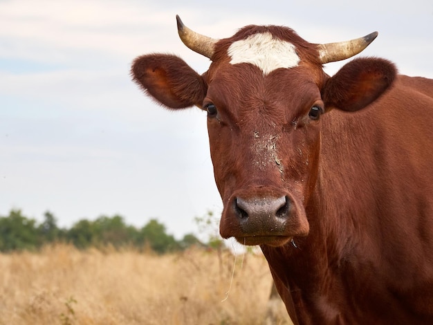 Funny cow at the autumn meadow