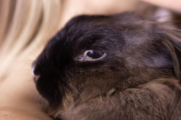 Funny cute brown rabbit in pets owner hands closeup bunny pet at home