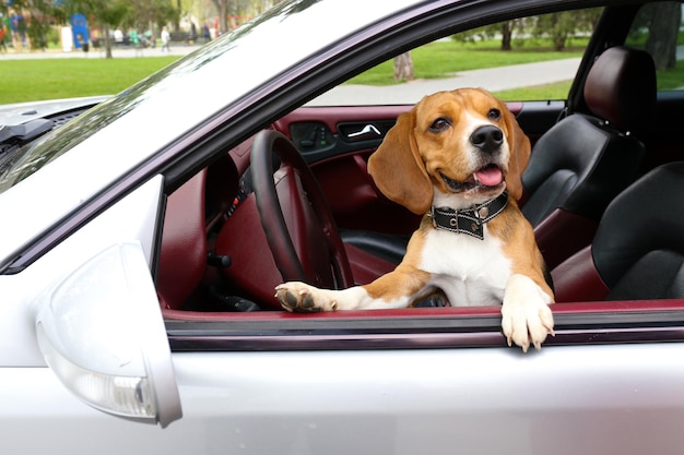 Funny cute dog in car