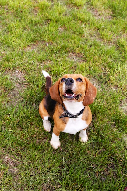 Funny cute dog in park