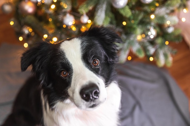 Funny cute puppy dog border collie near christmas tree at home indoors dog and christmas tree with d