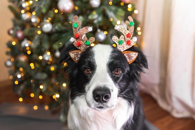 Photo funny cute puppy dog border collie wearing christmas costume deer horns hat near christmas tree at home indoors background preparation for holiday happy merry christmas concept