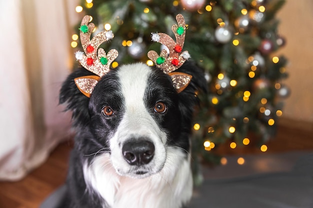 Funny cute puppy dog border collie wearing Christmas costume deer horns hat near christmas tree at home indoors background Preparation for holiday Happy Merry Christmas concept