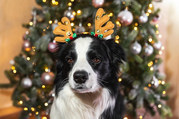 Photo funny cute puppy dog border collie wearing christmas costume deer horns hat near christmas tree at home indoors background preparation for holiday happy merry christmas concept