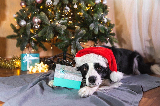 Funny cute puppy dog border collie wearing Christmas costume red Santa Claus hat with gift box lying down near Christmas tree at home indoor Preparation for holiday Happy Merry Christmas concept