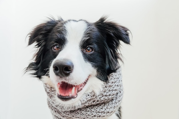 Funny cute puppy dog border collie wearing warm knitted clothes scarf around neck isolated on white background Winter or autumn dog portrait Hello autumn fall Hygge mood cold weather concept