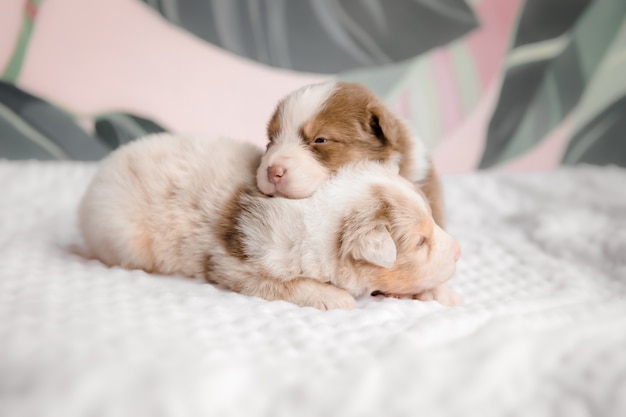 Funny cute puppy on white bed Aussie dog breead Australian shepherd dog