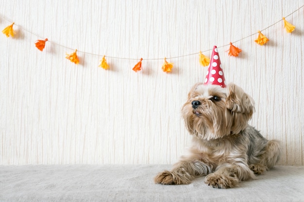 Funny cute Yorkshire Terrier (Yorkie) Dog in red party hat cap