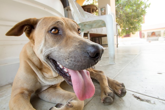 Funny dog big nose