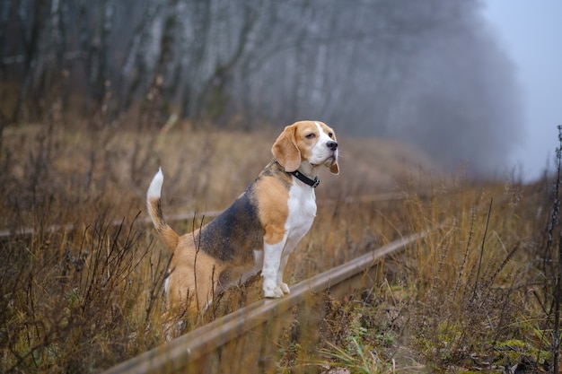 Funny dog breed Beagle for a walk in the autumn Park in a thick fog. portrait of a Beagle on a landscape background