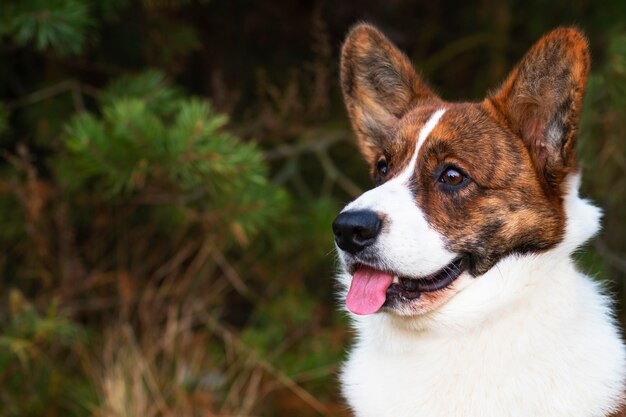 A funny dog of breed welsh corgi cardigan sits in the park. Close-up portrait of a puppy. Copy Space