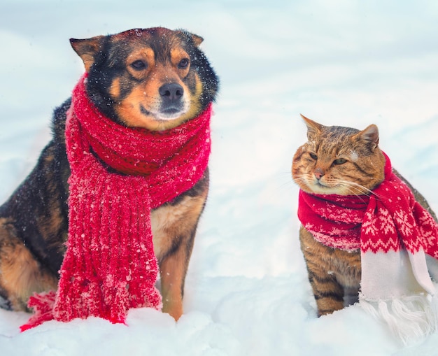 Funny dog and cat in a knitted scarf are sitting together on the snow in winter Christmas scene