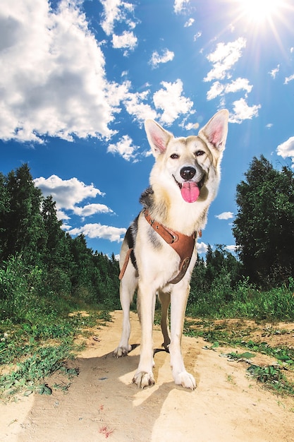 Funny dog on countryside path. Sunny day