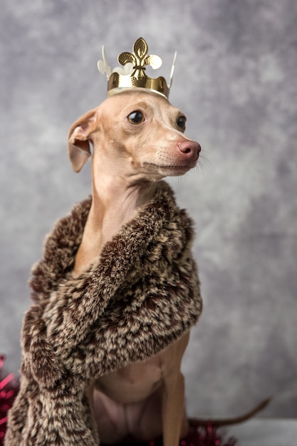 Funny dog dressed as a wizard king. Christmas