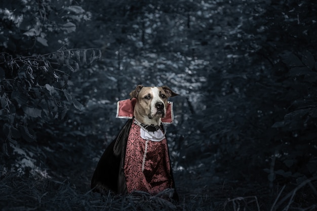 Funny dog dressed up for halloween as dracula vampire in dark moonlit forest. Cute serious staffordshire terrier puppy in costume of scary vampire in the woods, shot in low key