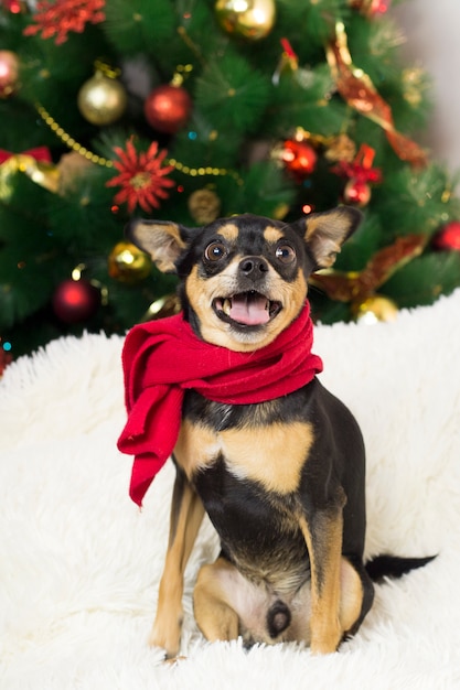 Funny dog on a white sofa